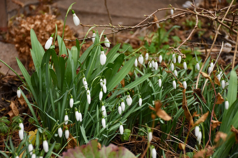 Frühlingsboten