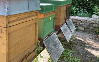 Wieder Bienenleben im Haus Aja-Garten