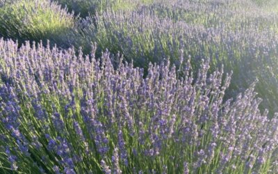 Der Lavendel