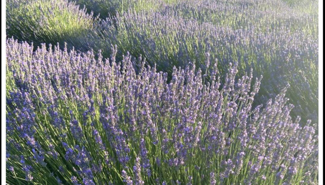Der Lavendel