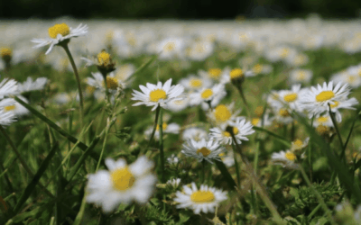 Gänseblümchen- Betrachtungen unseres Gärtners