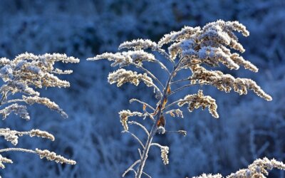 Ein fast ganz normaler Herbst – Betrachtungen unseres Gärtners