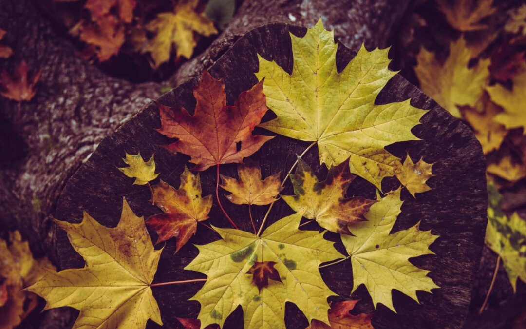 Erwachen im Herbst