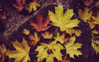 Erwachen im Herbst